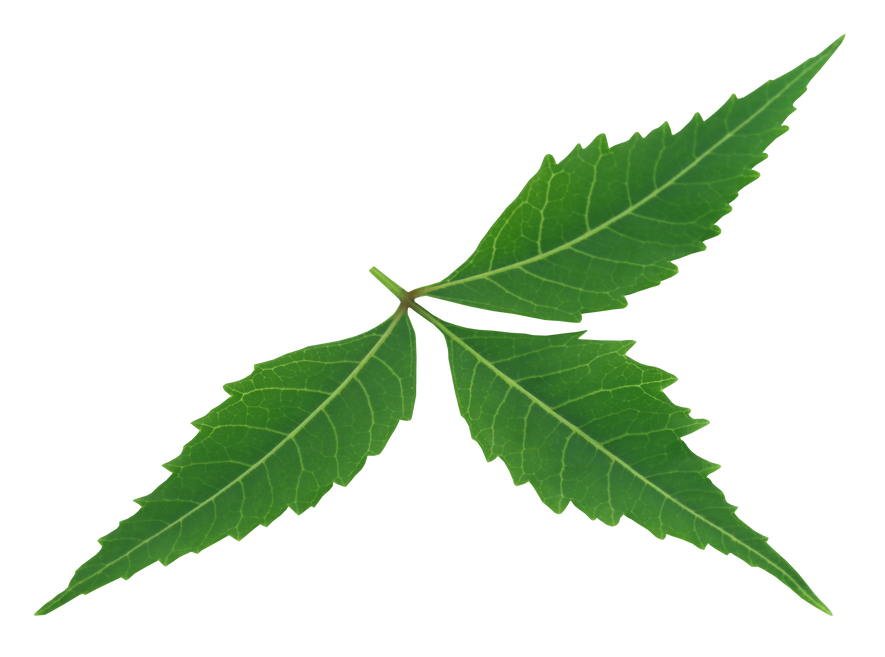 Medicinal Neem Leaf